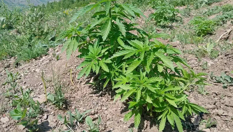 Bingöl'de Kaçak Tütün ve Kenevir Operasyonu: Güvenlik Güçlerinden Büyük Başarı