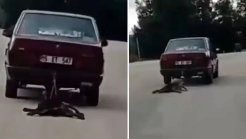 Otomobilin Arkasında Sürüklendi: Şok Edici Köpek Olayının Ardındaki Gerçekler
