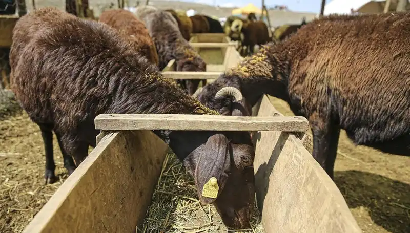 Şap Hastalığı Alarmı: Hayvan Pazarı Kapatıldı, Üreticiler Tedirgin!