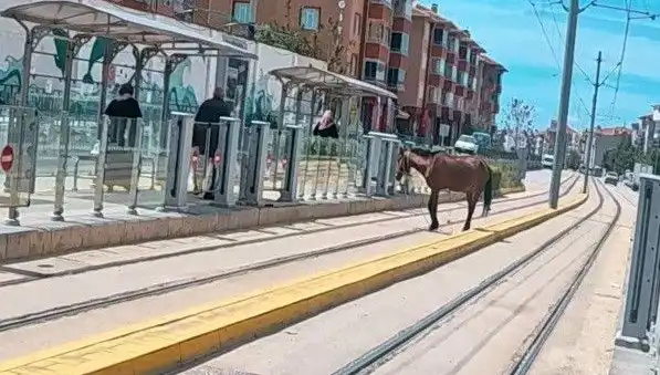 Eskişehir Tramvay Raylarında Baş Başına Kalan At, Şehirde Şok Etkisi Yarattı