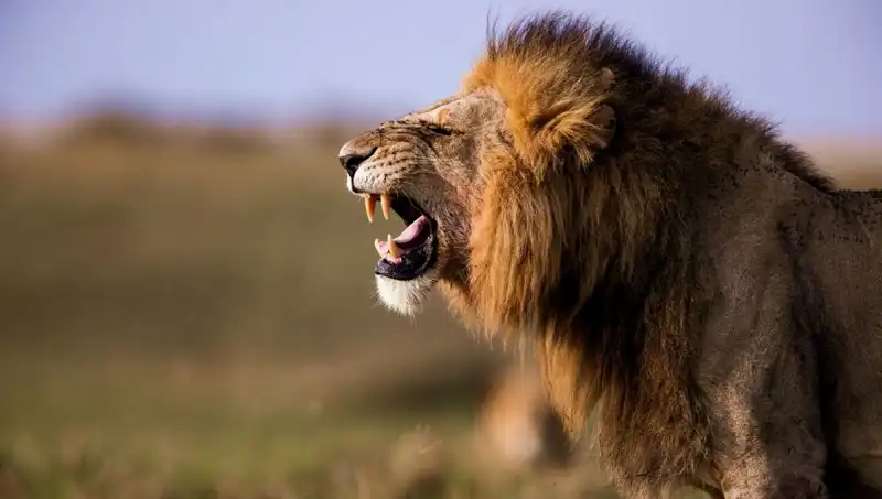 14 Yaşındaki Kız, Aslan Saldırısı Sonucu Hayatını Kaybetti: Olayın Ardındaki Gerçekler
