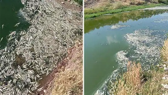 Karasu Çayı'nda Balık Ölümleri: Çevre ve Sağlık Endişeleri Tırmanıyor