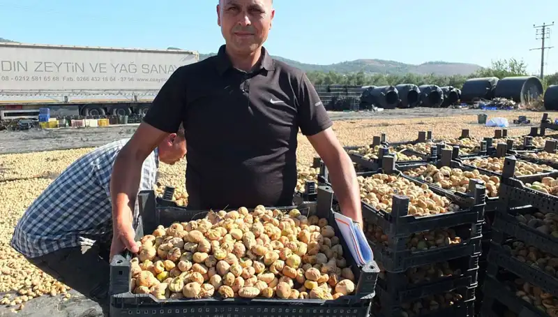 Balıkesir'de Hasat Dönemi Başladı: Çin ve Rusya'ya İhracat Yolu Açıldı