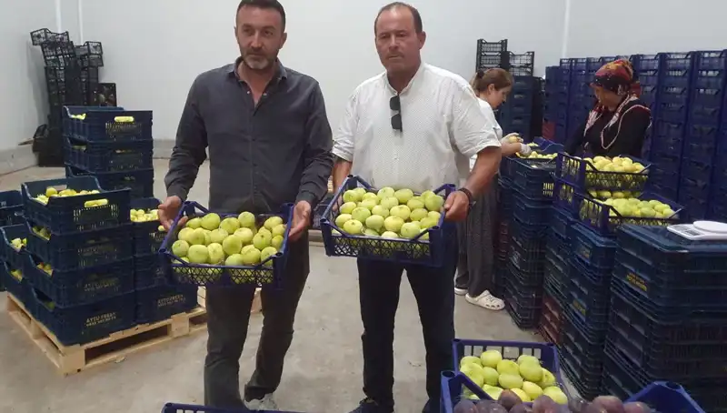 Mersinli Çiftçilerin Yüzü Gülüyor: İhraç Edilen Domatesin Fiyatı Uçtu!