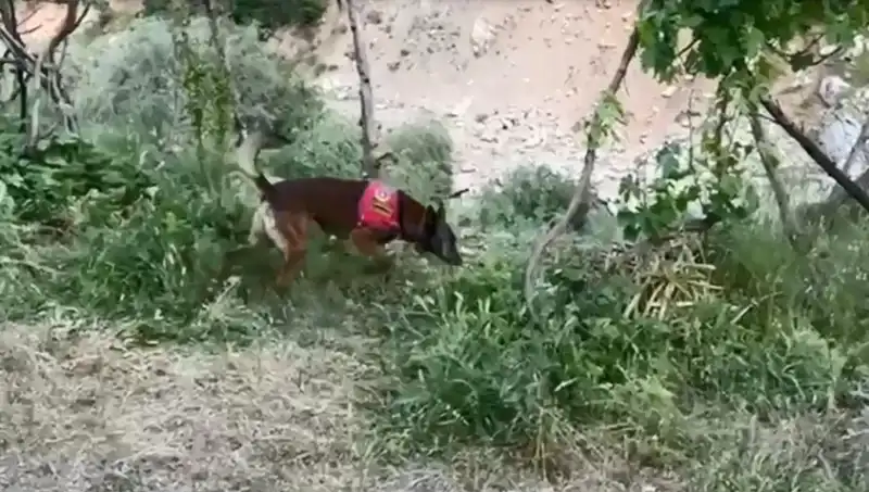 Dedektör Köpek, Dere Kenarındaki Gizli Esrarı Ortaya Çıkardı!