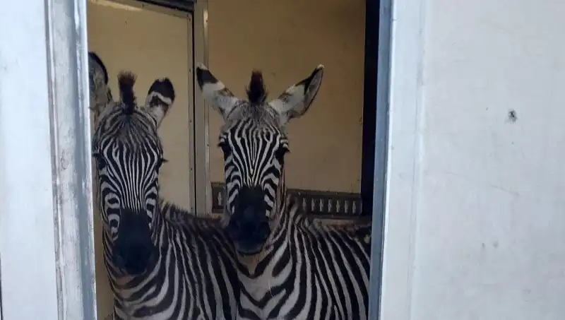 Sınırda Durdurulan Minibüsten Hayvanların İlginç Yolculuğu: Zebra, Maymun, Antilop ve Kuğu!