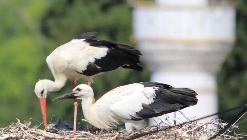 Leylek Köyü: Yaren Leyleği Kıskandıracak 8 Kat Daha Fazla Yuva Var!