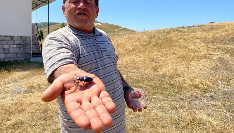 Sivas'ta Görülen Zararlı Böcek İçin 557 Bin TL Cezası!