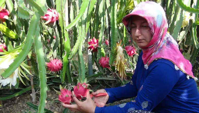Emekli Olduktan Sonra Pitaya Üretmeye Başladı: Kilosu 200 TL’den Satılıyor!