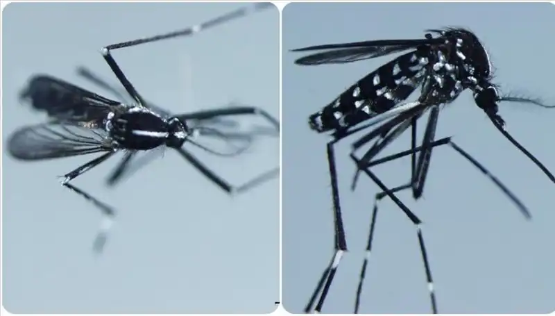 Chikungunya Virüsü Hakkında Bilmeniz Gerekenler: Belirtiler ve Yaygın Olduğu Ülkeler