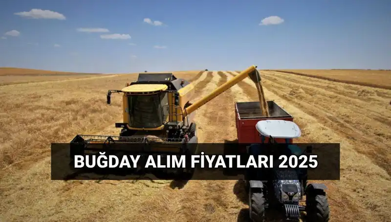TMO 2025 Buğday Alım Fiyatları Açıklandı: Ödemeler Ne Zaman Yapılacak?