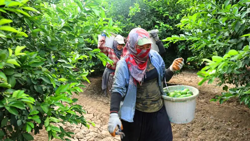 Marketlerdeki Patates Krizi: Kilo Fiyatları 150 Lirayı Aştı, Hasat Umut Aşılıyor
