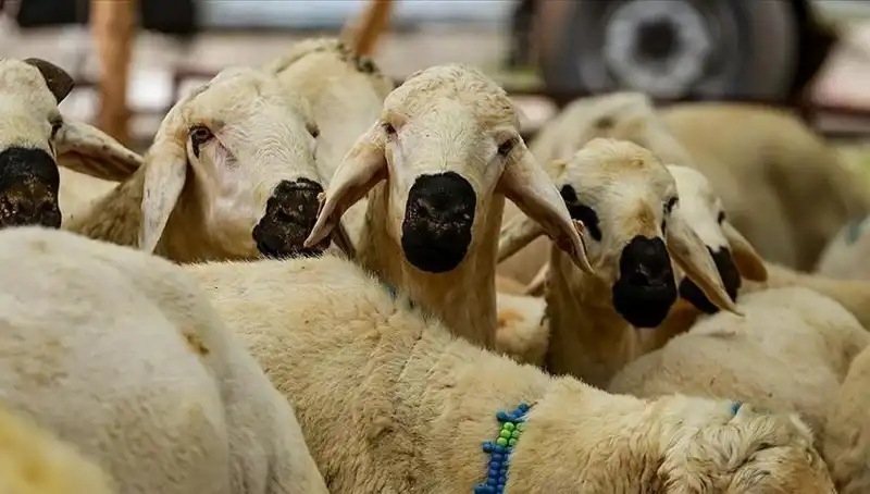 Kurban Bayramı Ne Zaman? 2023 Bayram Tatiline Dair Son Gelişmeler