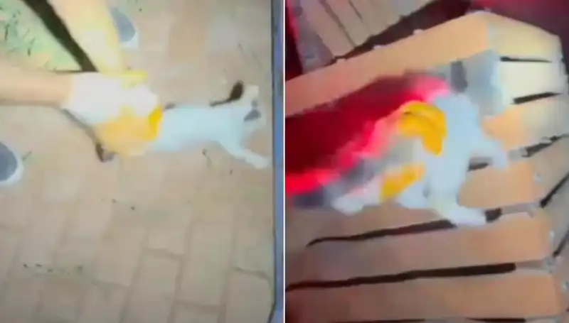İtfaiye Ekipleri, Gece Yarısı Kedi Kurtarmak İçin Zorlu Operasyon Düzenledi