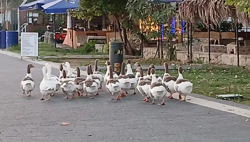 Denizde Yüzdüler: Kazların Sırları ve Korkunç Sonrası