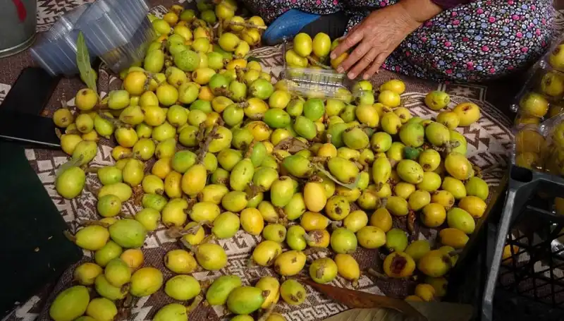 Muşmula Hasadı Başladı! Fiyatlar 150 TL'yi Buldu