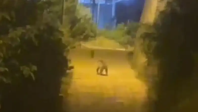 Gümüşhane’nin Kalbinde Şaşkınlık: Şehir Merkezine İnen Ayı Olayı