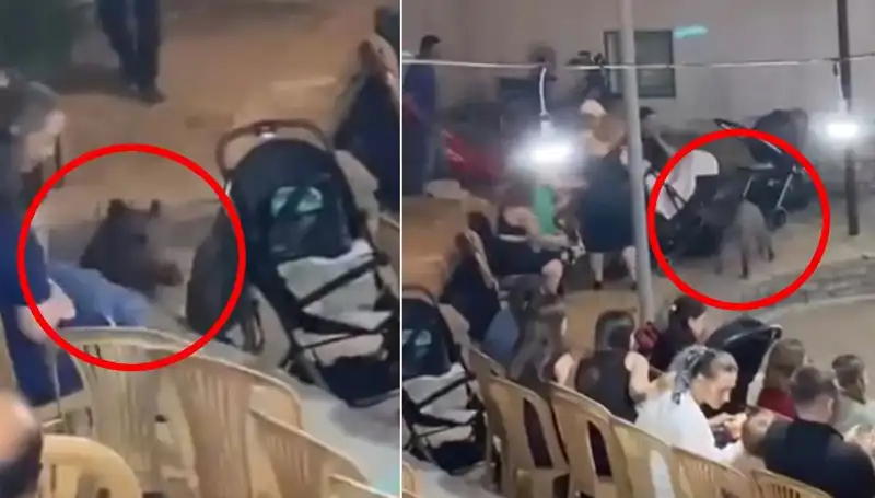 Düğün Töreninde Yaban Domuzu Panik Yarattı: Anında Herkes Kaçıştı