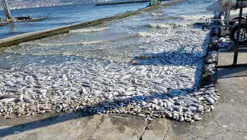 İzmir Körfezi İçin Heyecan Verici Gelişmeler: Temizlik Projesi Başlıyor!