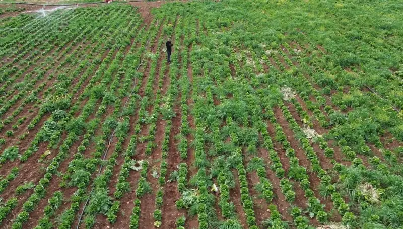 Kuraklık Marul Hasadını Olumsuz Etkiledi: Tarımda Beklenen Tehlikeler
