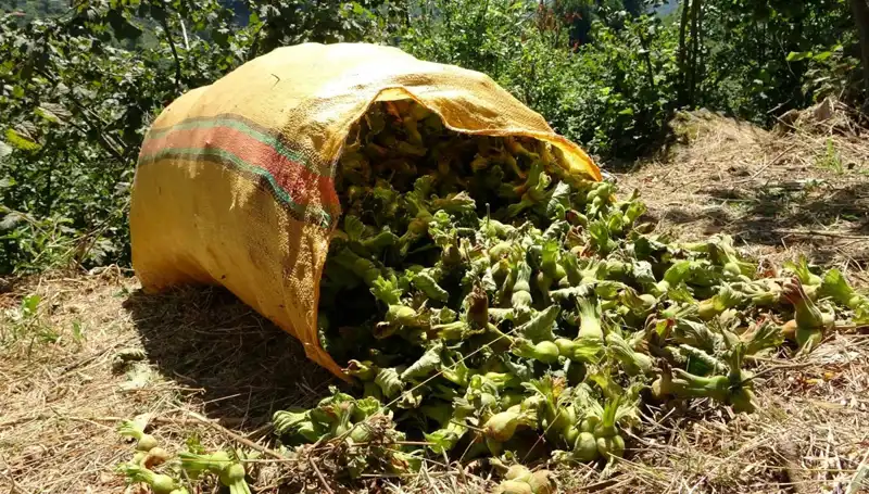 Giresun'da Fındık Hasadı Başladı: Çiftçiler Alanlarda Coşkuyla Çalışıyor