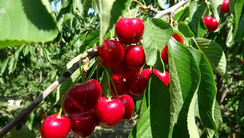 Çay Hasadı Başladı: Çay Bardaklarına Sığmayan Keyifli Bir Süreç