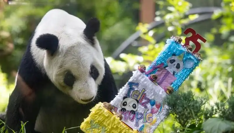 Dünya Çapında Tanınan Dev Panda Xin Xin, 35. Yaşını Kutladı!