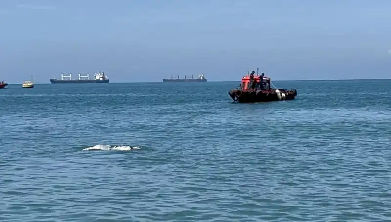 Deniz Ortasında Angus Şaşkınlığı: Sıradan Bir Gün Değil