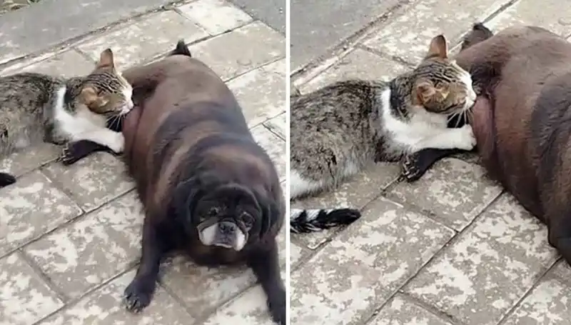 Erzurum Sokaklarında Sıra Dışı Bir Dostluk: Köpek Kediyi Emziriyor