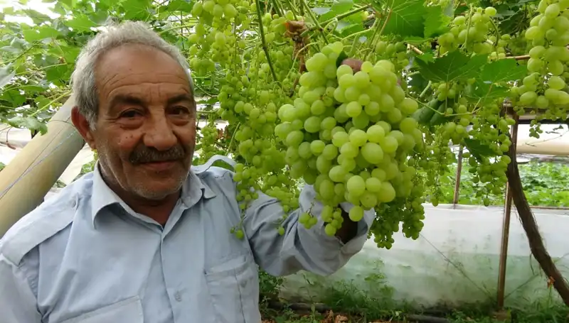 Zirai Don Olayı Meyve Üretimini Vurdu: Fiyatlar 250 TL’yi Aştı