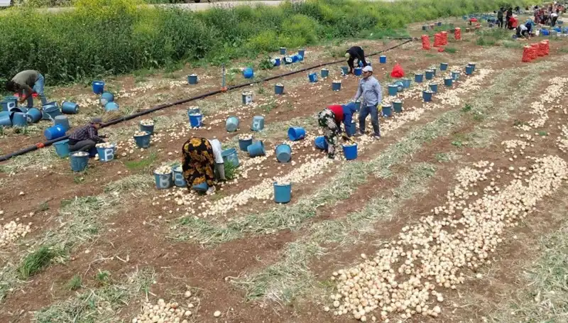 Soğan Hasadı Başladı: Fiyatlarda Düşüş Beklentisi Yükseliyor