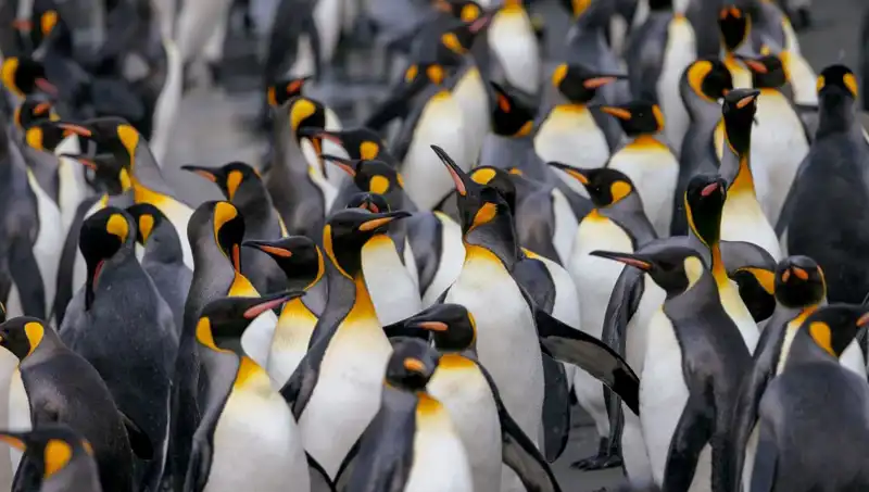 Gümrük Vergisi Şoku: Penguenler ve Issız Adalar Trump'ın Hedefinde mi?