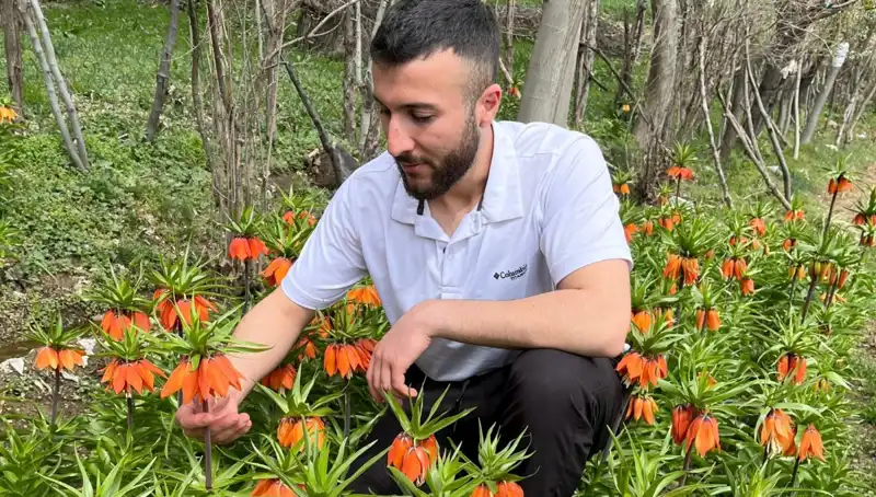 Ağlayan Gelin Çiçeği: 20 Günlük Yaşamı ve Değerli Korunma Kuralları