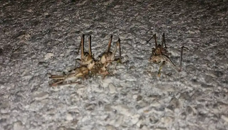 Yüzlerce Çekirge Bir Şehri İstila Etti! Korkutan Görüntüler Ortaya Çıktı