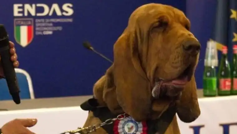 Arama Köpeği Suikastı: Çivili Sosisle Hayatına Son Verildi