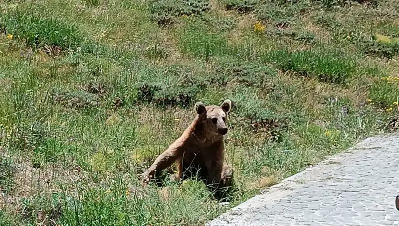 Nemrut Dağı'na Gidenler Dikkat! Boza ile İlgili Önemli Uyarı Geldi