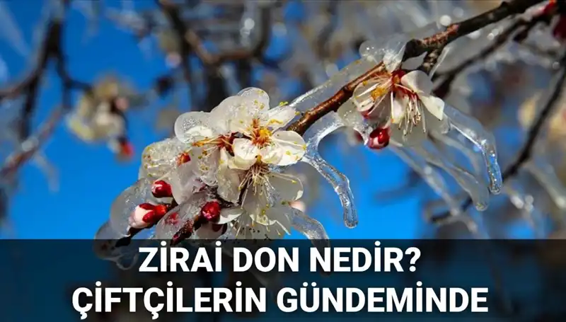 Kışın Çiftçiyi Korkutan Tehlike: Zirai Don Nedir ve Etkileri