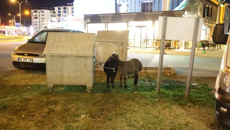 Mor Karaman Koyunları: Terk Edilmiş Hayvanların Dramı