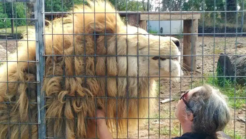 Avustralya’da Aslan Saldırısı: Kafesin İçinden Kadının Kolunu Kaptı