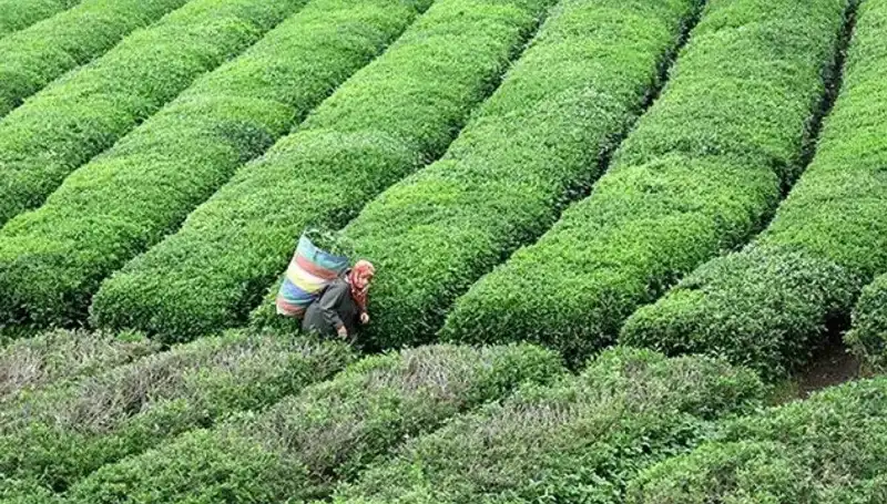 ÇAYKUR Bayramda da Yaş Çay Alımına Devam Ediyor!