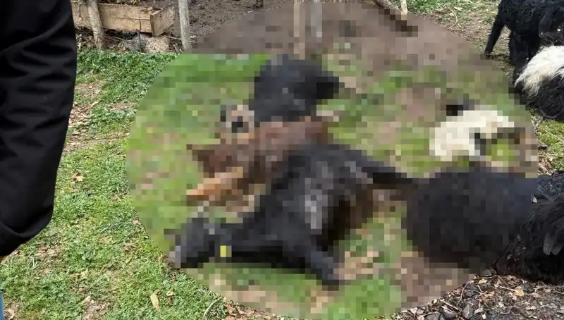 Sahipsiz Köpekler, 18 Keçiyi Telef Etmesiyle Tartışma Yarattı