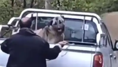 Trabzon'da Dehşet Veren Olay: Köpeğine Halatla İşkence Yapan Adam Yakalandı