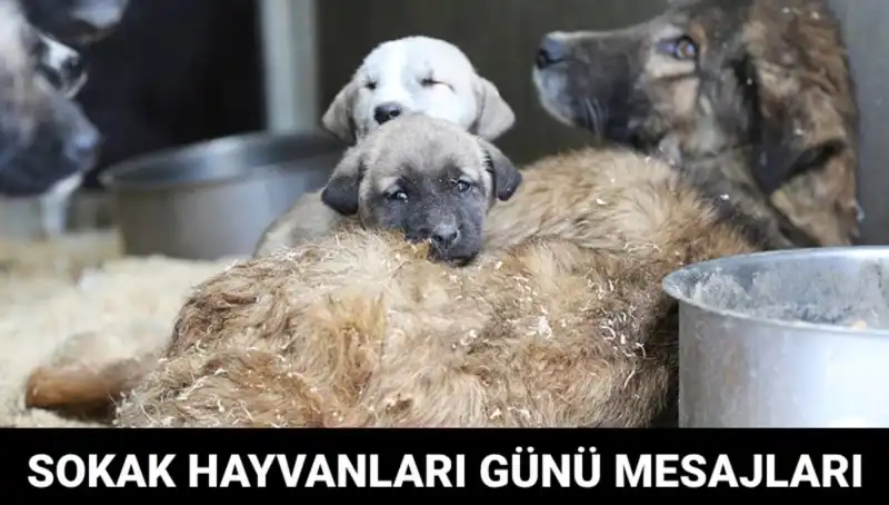 Dünya Sokak Hayvanları Günü 2023: Sevgi ve Farkındalık Mesajları