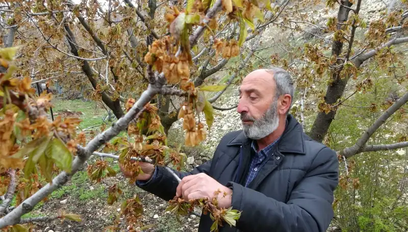 Zirai Don Alarmı: Albastı Kirazı Üreticileri Büyük Kayıplar Yaşıyor!