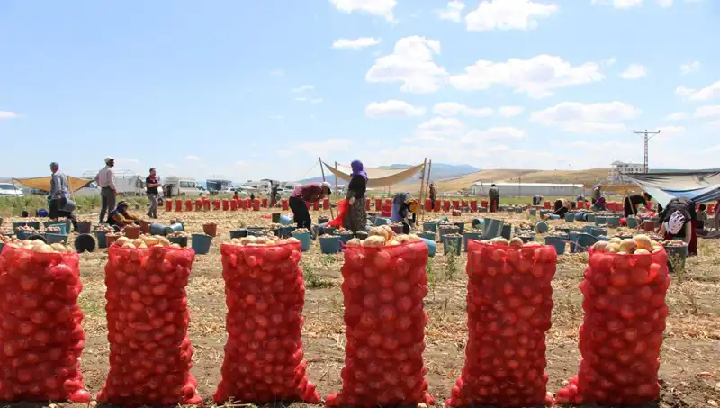 Amasya Elması, Avrupa ve Rusya Pazarına Açılıyor: Tatlılıkta Rekor Kırıyor!