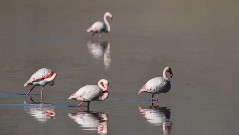 Flamingo Sayısının Düşmesi: Kuraklığın Kuş Cennetine Etkisi