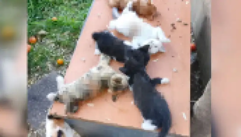 Bursa'da Yavru Kedi Katliamı: Sekiz Kedinin Acı Sonu
