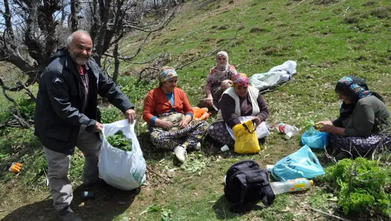 Yüzlerce Ailenin Geçim Kaynağı: 5 Saat Yürüyüşle Toplanan Eşsiz Miras